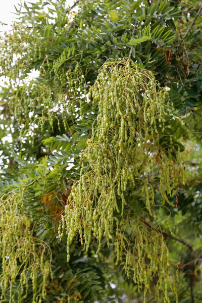 Quercetin als Senolytika und Zellschutz