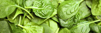 Frischer Spinat steht für Calcium-Alphaketoglutarat, einen Bestandteil der REVIVE Formel von Never Age Nutrition.